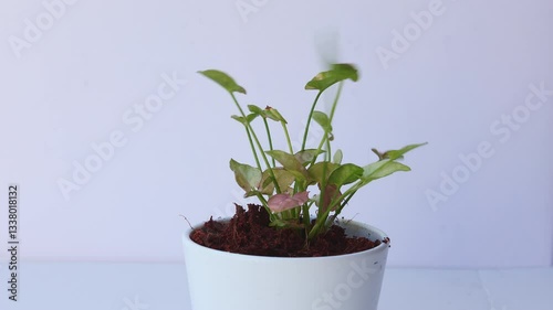 A small leafy houseplant grows in a white ceramic pot with a minimalist backdrop, ideal for eco-themed projects and home decor visuals etc., 