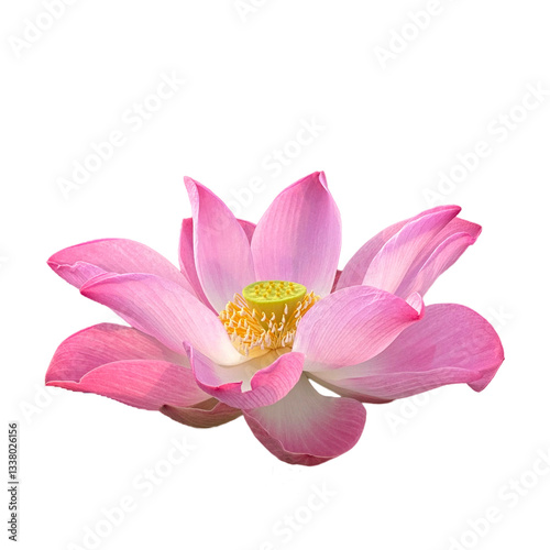 Lotus flower with green leaves isolated on white background., Water Lily