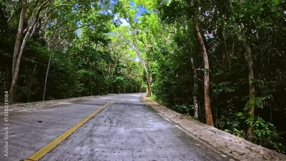 Serene tropical road winding through lush green forest with tall trees Serene tropical road winding through lush green forest with tall trees