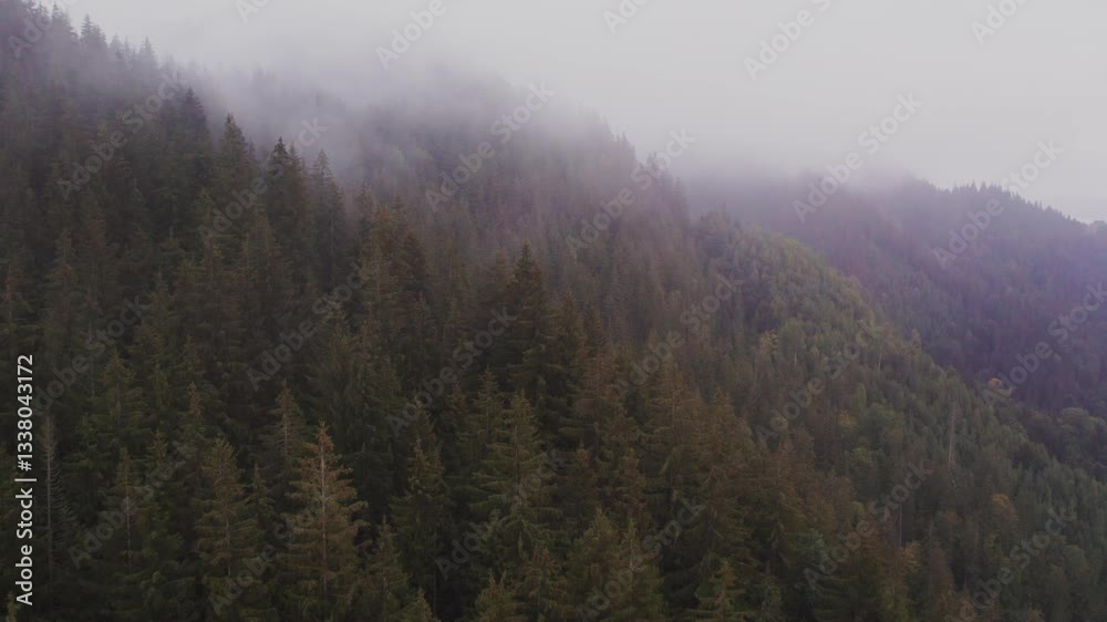 Aerial view of dense forest blanketed in thick mist, with towering evergreen trees partially obscured by fog. Mist creates mysterious atmosphere, while distant mountains barely emerge through haze. Aerial view of dense forest blanketed in thick mist, with towering evergreen trees partially obscured by fog. Mist creates mysterious atmosphere, while distant mountains barely emerge through haze.
