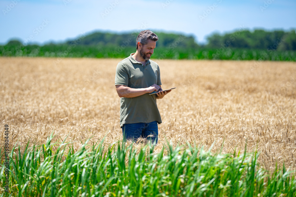 Fototapeta premium Autumn Farming season. Farmer with harvest on wheat field. Farmer inspecting the harvest. Wheat ready for harvest. Farmer examining harvest. Farmworker walking through the field.