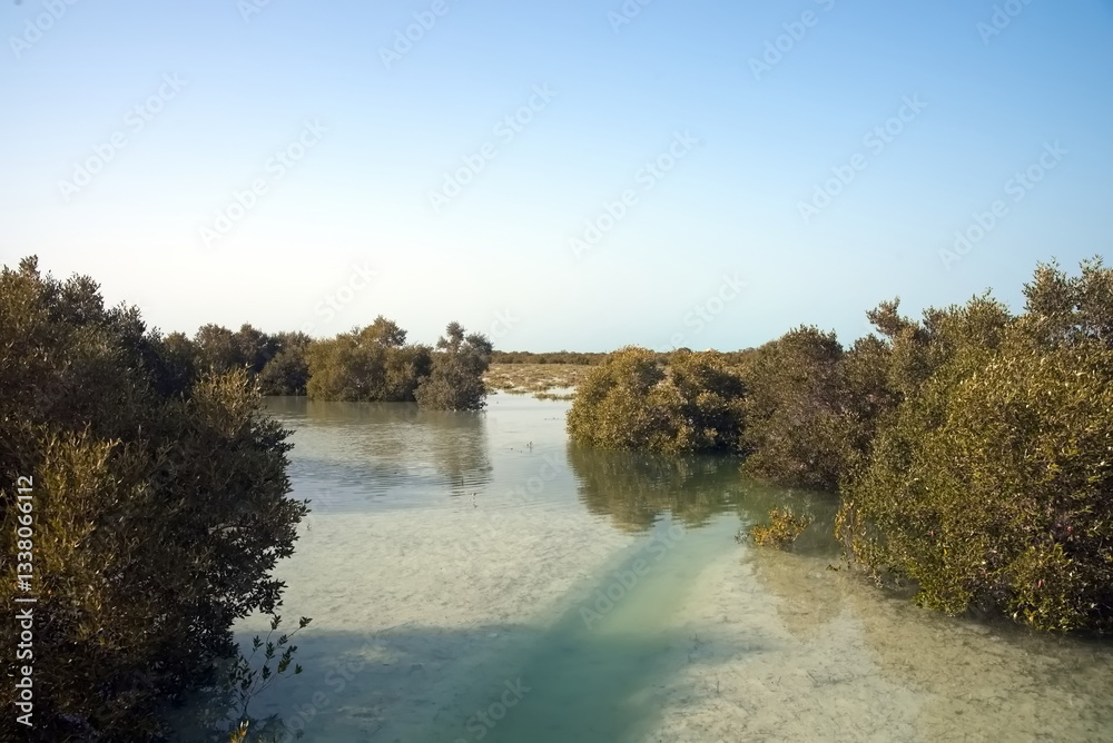 Obraz premium Abu Dhabi, United Arab Emirates – March 02, 2025, the view of the Jubail Mangrove Parks the first self-contained educational, nature and leisure destination