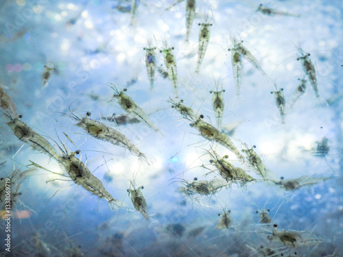 Abstract shrimp in the water for sale
