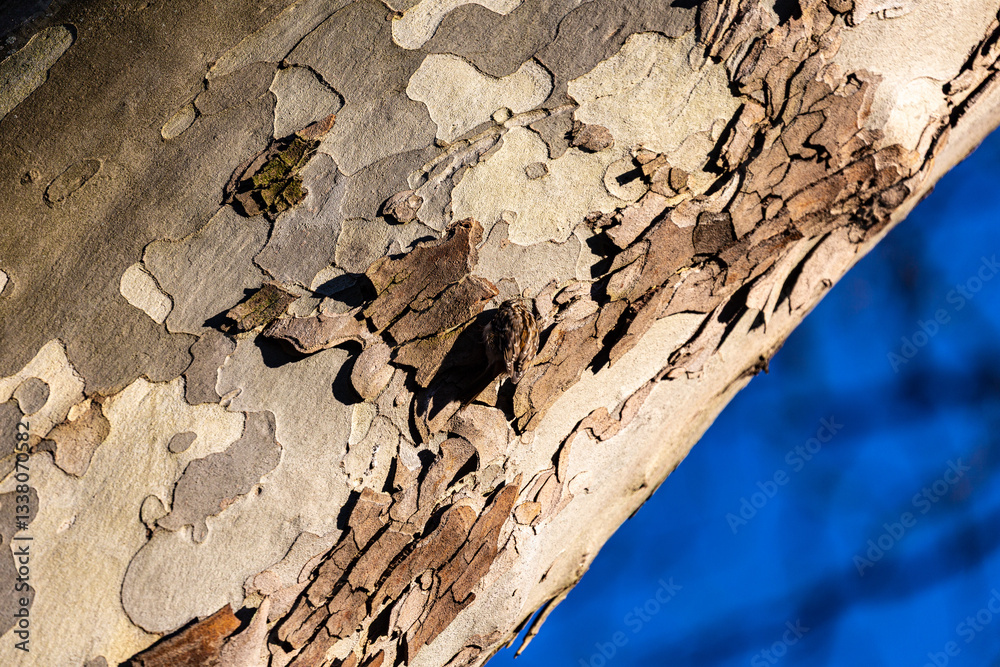 Small bird on tree bark