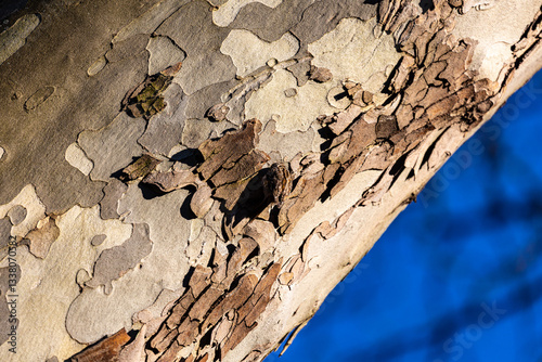 Obraz na płótnie Small bird on tree bark w salonie