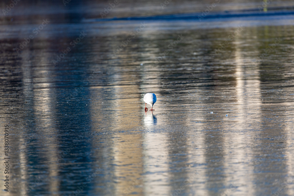 Seagull stay on frozen lake