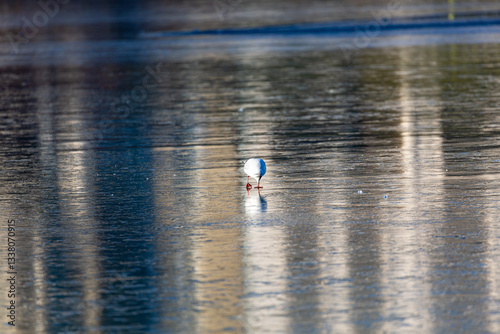 Obraz na płótnie Seagull stay on frozen lake w salonie