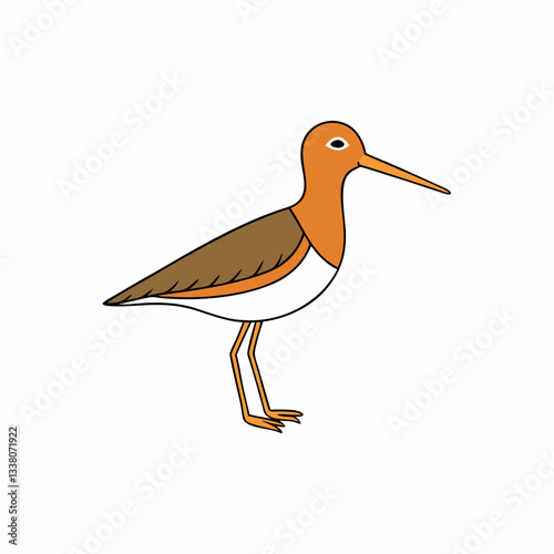 sandpiper isolated on white background