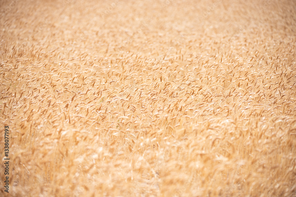 Naklejka premium Wheat field harvest background. The agriculture harvest. Gold sprouts of wheat in soil. Harvest in farm. Wheat field background. Background and texture for harvest. Background of ears of wheat.