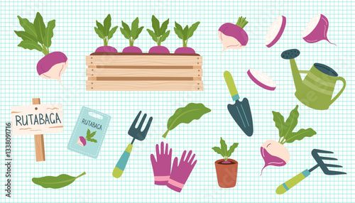 Gardening concept cliparts isolated on checkered background. Rutabaga gardening. Rutabaga and tools for planting vegetables. Vector hand drawn illustration.