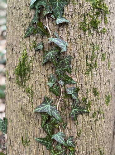 bark of a tree with ivy