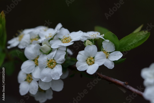 枝が曲線を描く