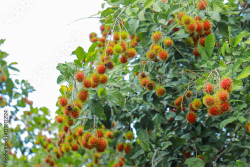 Fototapeta Naklejka Na Ścianę i Meble -  Rambutan is one of popular tropical fruits in Thailand.