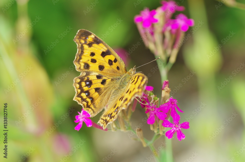 花の蜜を吸うキタテハ
