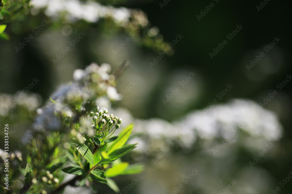 Summer landscape, lush green vegetation and nature. Summer landscape, lush green vegetation and nature.