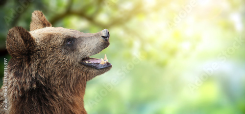 Horizontal summer banner with cute bear. Brown bear (Ursus arctos) on sunny forestland spring background. Copy space for your text photo