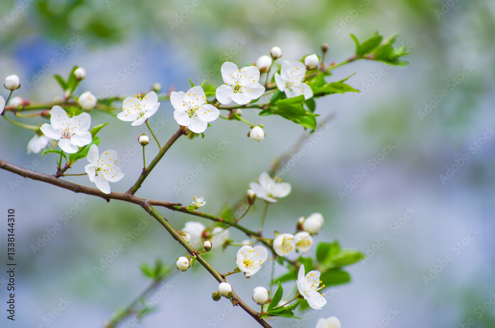 Cherry branch with beautiful background Cherry branch with beautiful background