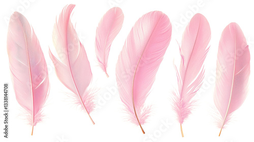 Set of pink feathers floating on transparent background