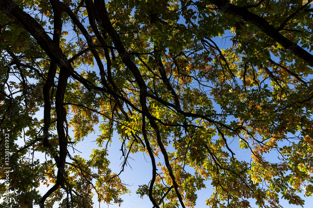 Obraz premium the yellowing foliage of an oak tree growing in a field