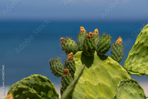 Prickly pear or Indian fig opuntia cactus. Barbary fig or spineless cactus with small fruits against blue sea, vibrant and coastal desert landscape photo