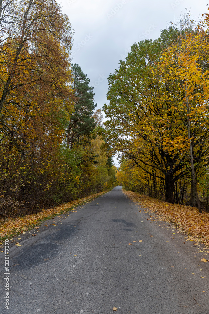 Obraz premium an asphalt road on the side of which a large number of maple trees grow in the autumn season