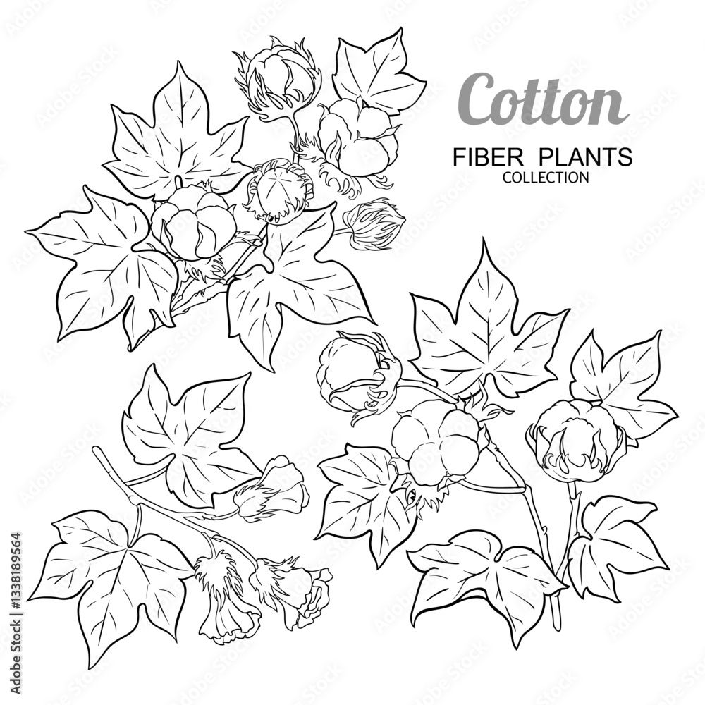 Fototapeta premium Cotton Branch with Flowers, and Leaves Outline Illustration. Vector isolated for design or decoration.
