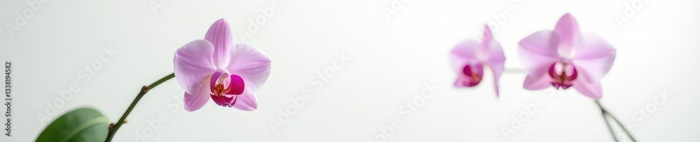 Fototapeta premium Single orchid on white background with subtle lighting, nature, plant, flower