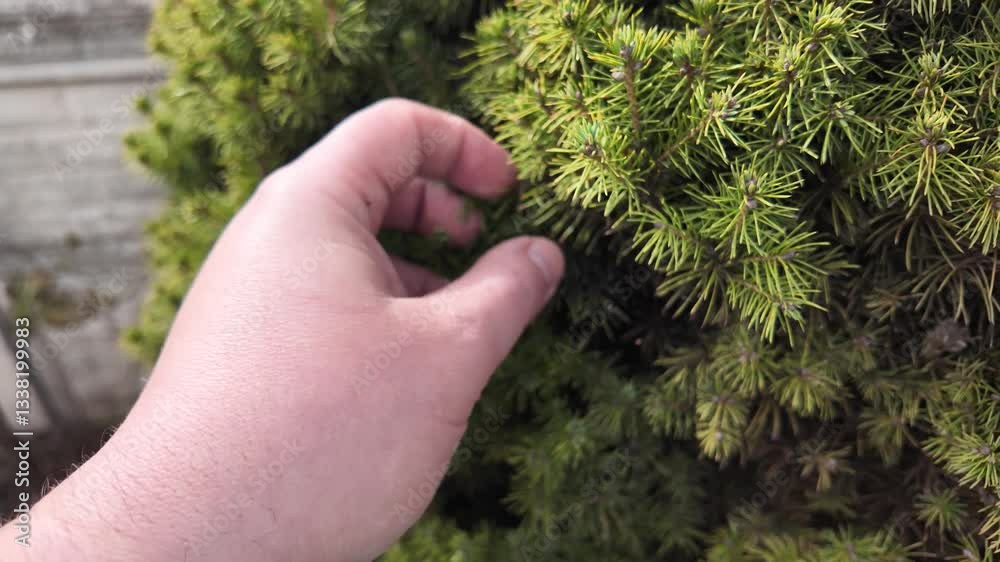 Coniferous tree close-up. Soft needles. Pine needles. Man touching a fir tree with his hand. Green fir. Coniferous tree close-up. Soft needles. Pine needles. Man touching a fir tree with his hand. Green fir.