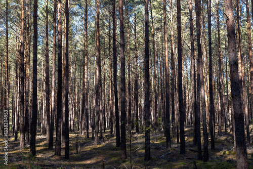 autumn mixed forest with different types of trees and shrubs with moss in the autumn season