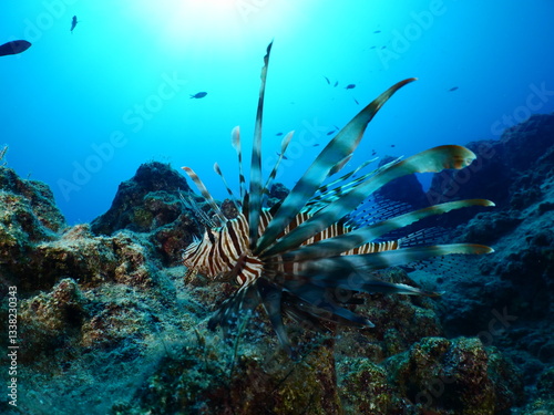 lionfish  underwater searching and patroling rocks for food mediterranean sea