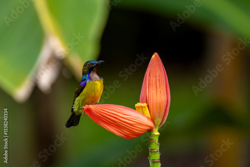 Brown throated sunbird