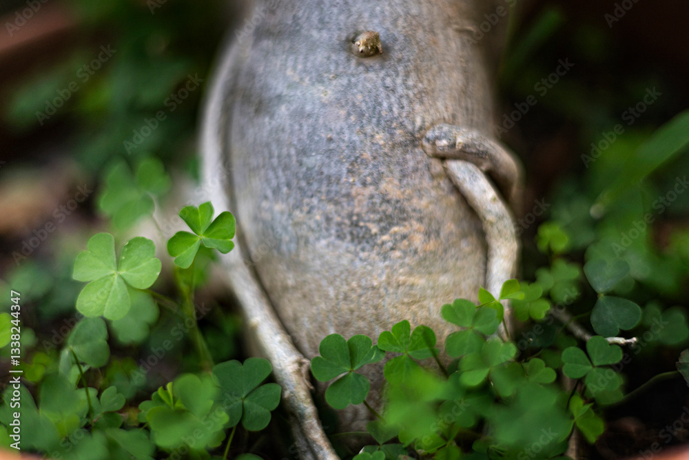 Fototapeta premium Shamrock Plant In A Pot