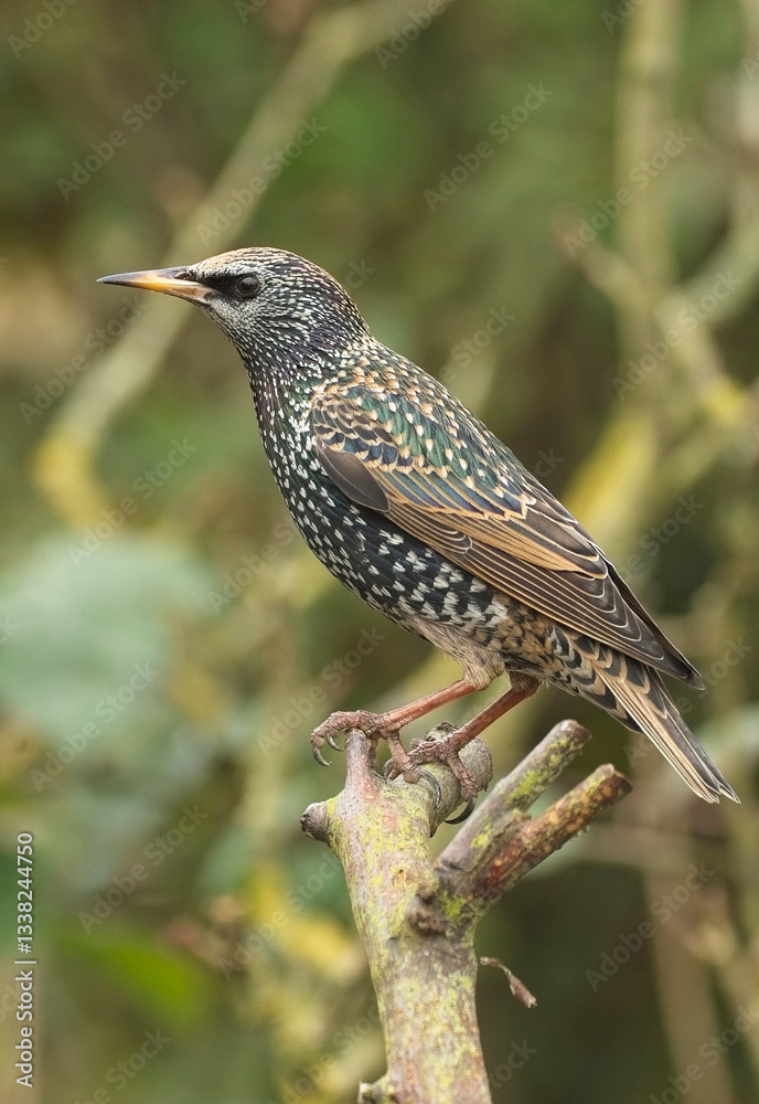 Fototapeta premium Common Starling (Sturnus vulgaris) in winter plumage, Cambridge, UK.