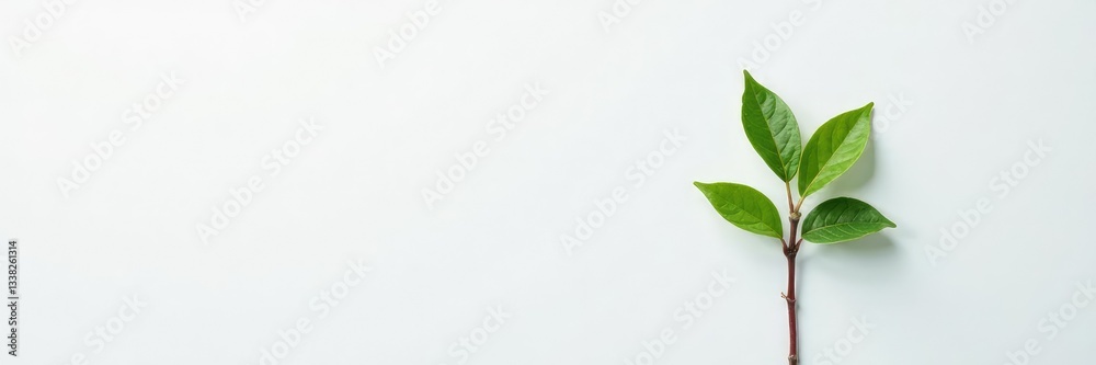Naklejka premium Single plant on a plain white surface with texture, nature, natural