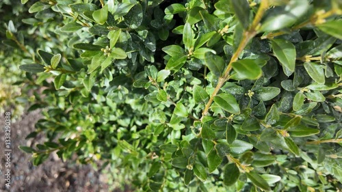 boxwood bush. slow motion video boxwood leaves. man touching boxwood leaves with hand. green bush. evergreen plants.
