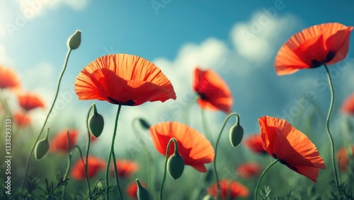 Poppy flowers in a red field. Meadow of poppies.