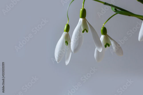 Beautiful snowdrops against light gray background, closeup. Floral background with spring flowers