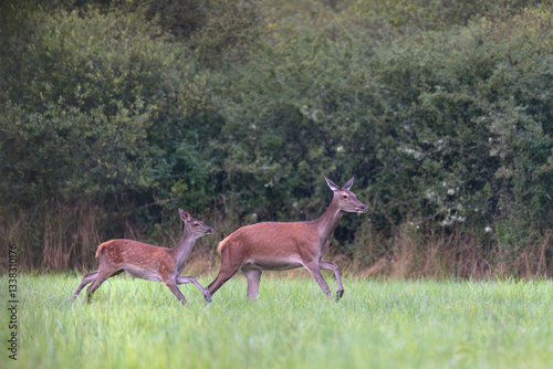 Red deer doe running with her fawn in a plain. Cervus elaphus, Sologne, Loiret 45, région Centre Val de Loire, France, European Union, Europe