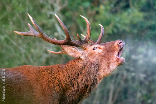 Fotografía Portrait of a Red deer stag roaring in the morning freshness in a clearing