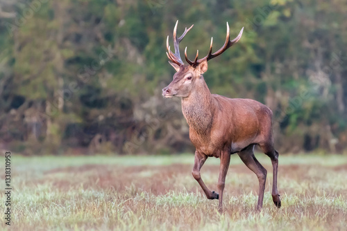 Red deer stag running in a clearing during the rut. Cervus elaphus, Sologne, Loiret 45, région Centre Val de Loire, France, European Union, Europe