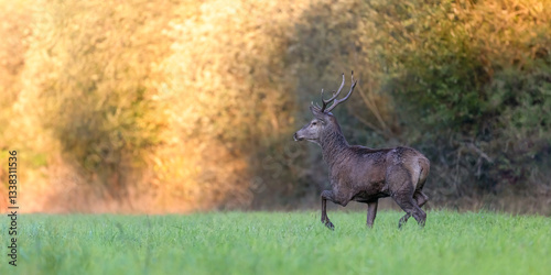 Red deer stag running in a clearing at sunset. Cervus elaphus, Sologne, Loiret 45, région Centre Val de Loire, France, European Union, Europe