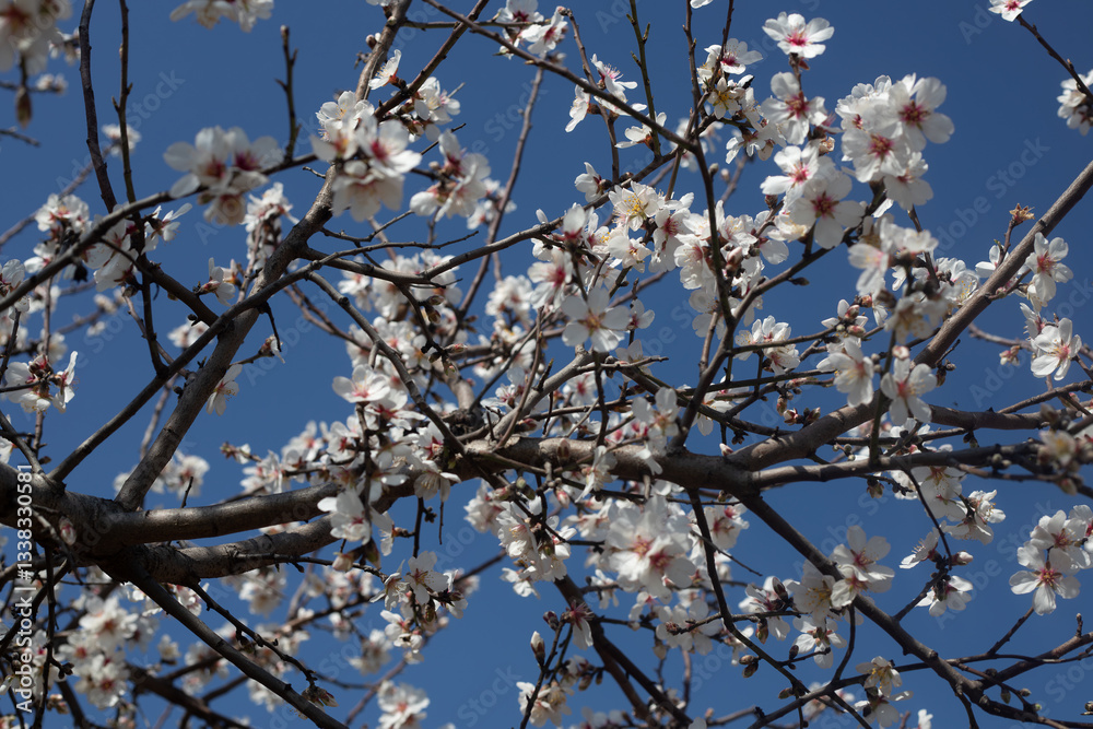 The first blooming plant of spring. Almond tree flowers. The first blooming plant of spring. Almond tree flowers.
