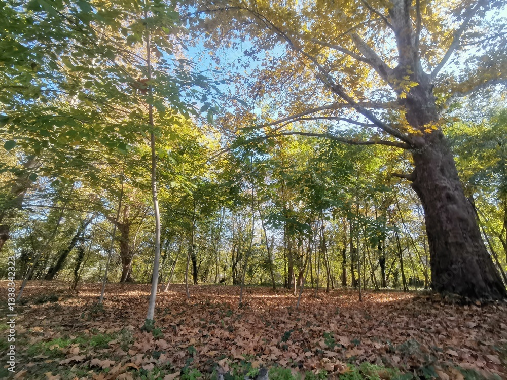 Fototapeta premium Scenic view of lush green forest