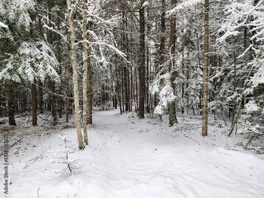 Fototapeta premium Serene Winter Forest Landscape