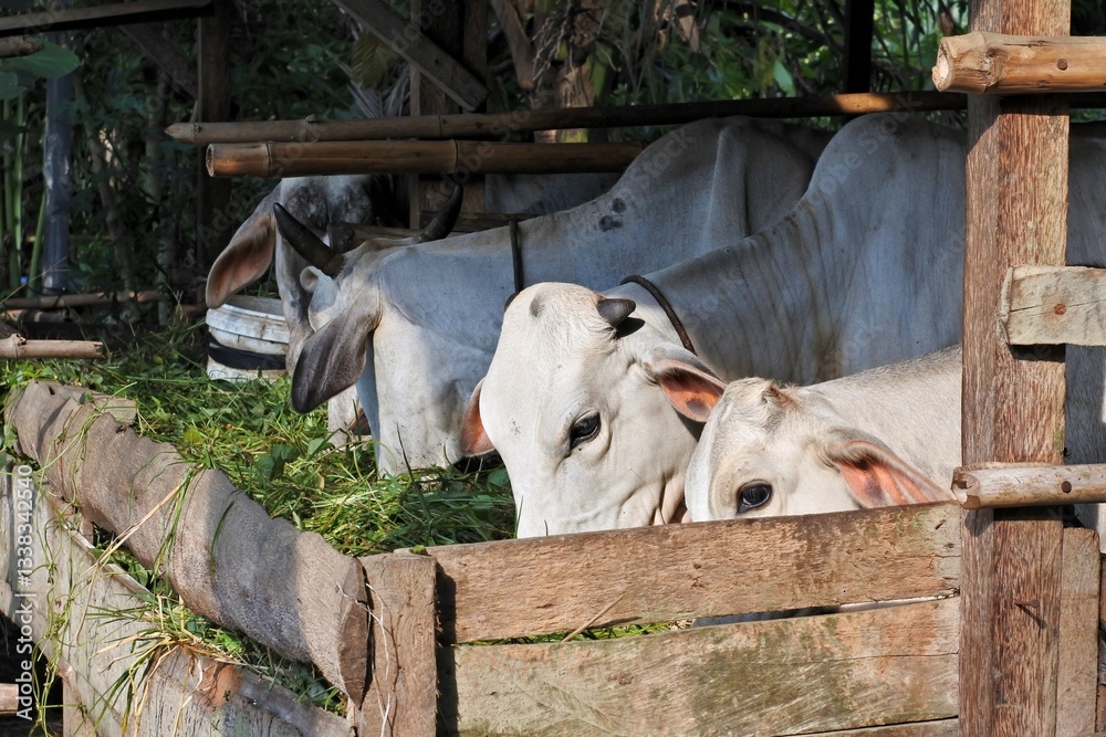 Fototapeta premium Cows or livestock eating grass in the farmland. Selective focus