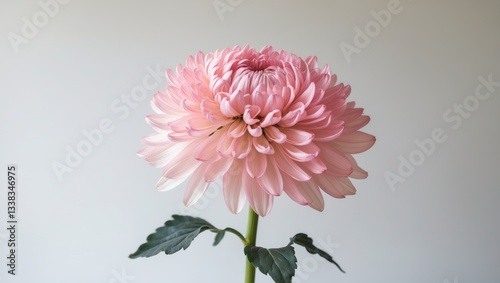 Light pink-dyed Chrysanthemum branch against a white backdrop. The soft, pastel blooms create a delicate and elegant floral arrangement, perfect for enhancing any environment with elegance.