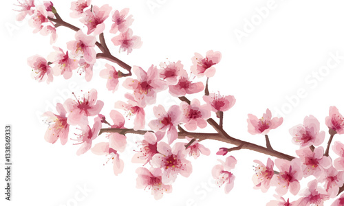 Cherry blossom tree, pink flowers on a white background