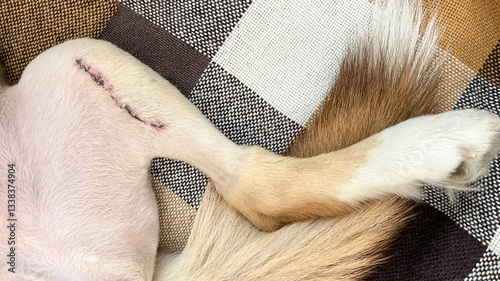Tableau sur toile A one-week-old suture on a dog's hind leg after TPLO surgery for an anterior cruciate ligament injury