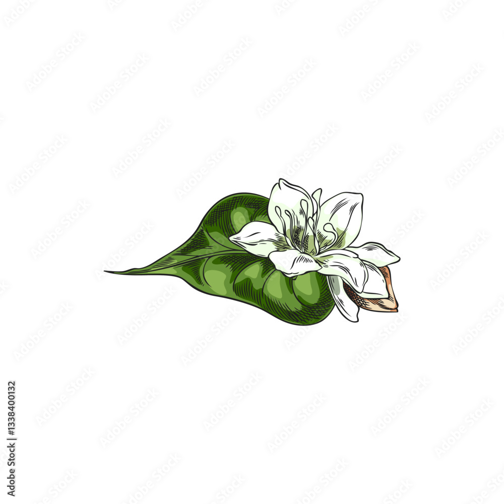 Fototapeta premium Buckwheat white flower with leaf and seed sketch, vector hand drawn agricultural blossom plant, cereal crops foliage