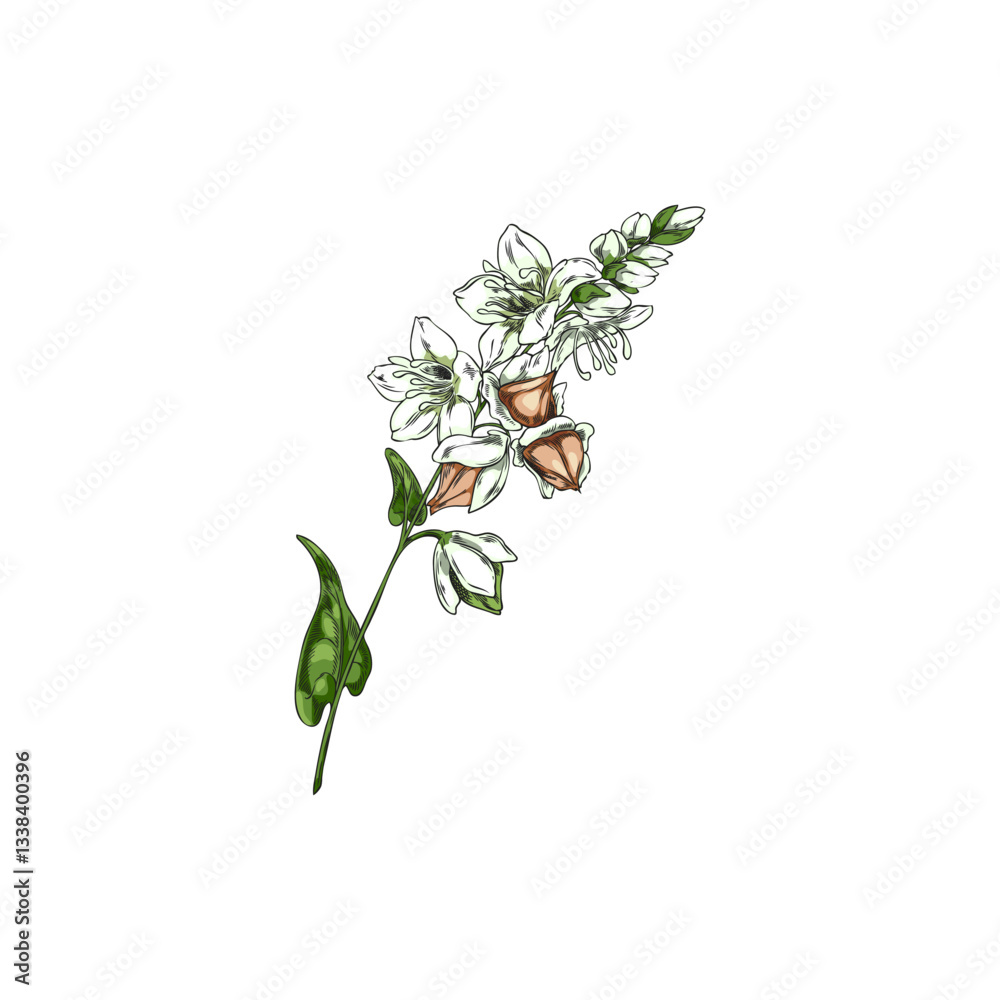 Fototapeta premium Buckwheat branch with flowers, leaves and seeds sketch, vector hand drawn agricultural blossom plant, cereal foliage